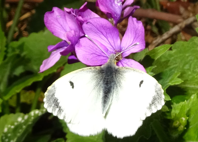 Anthocharis cardamines (f.) - Pieridae